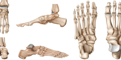 Come è Fatto il Piede e la sua Anatomia?